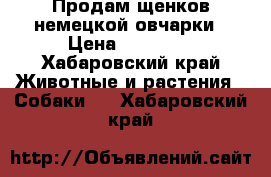 Продам щенков немецкой овчарки › Цена ­ 10 000 - Хабаровский край Животные и растения » Собаки   . Хабаровский край